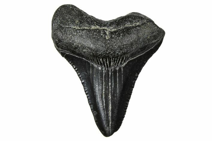 Serrated, Juvenile Megalodon Tooth - South Carolina #375883